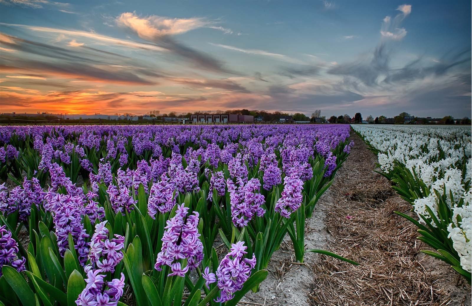 The magic of<br/><span class="ivy-mode-font"> the Bulb Region…</span>